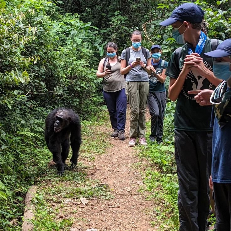 Mahale Mountains National Park, Tanzania: Ultimate 2026/2027 Guide to Chimpanzee Trekking & Lake Tanganyika
