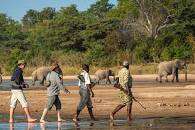 Walking safaris (with ranger)