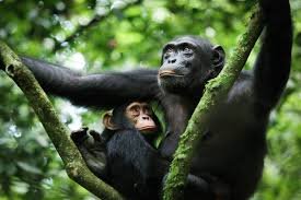 Chimpanzee tracking