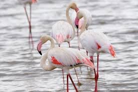 Lake Manyara (alkaline lake with flamingos)