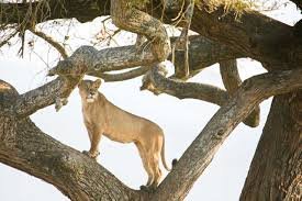 Tree-climbing lions