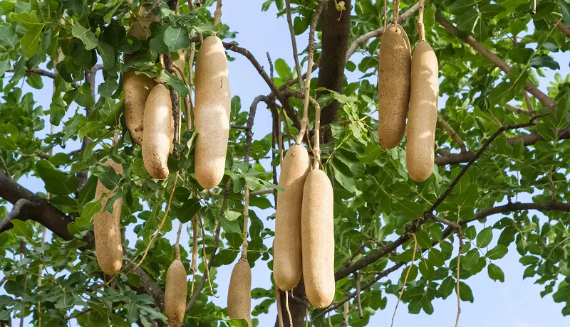 Moru Kopjes and Granite Outcrops