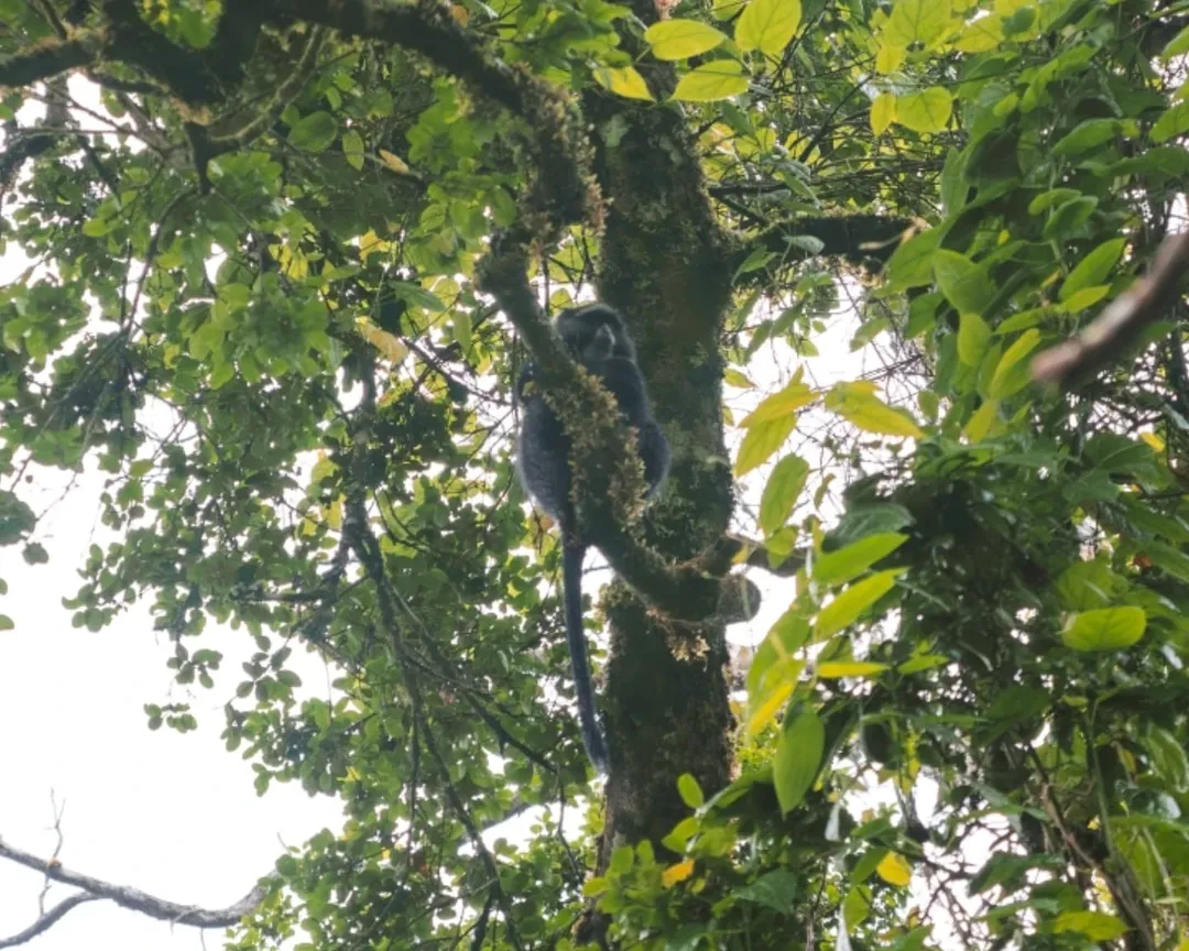 Kilimanjaro National Park