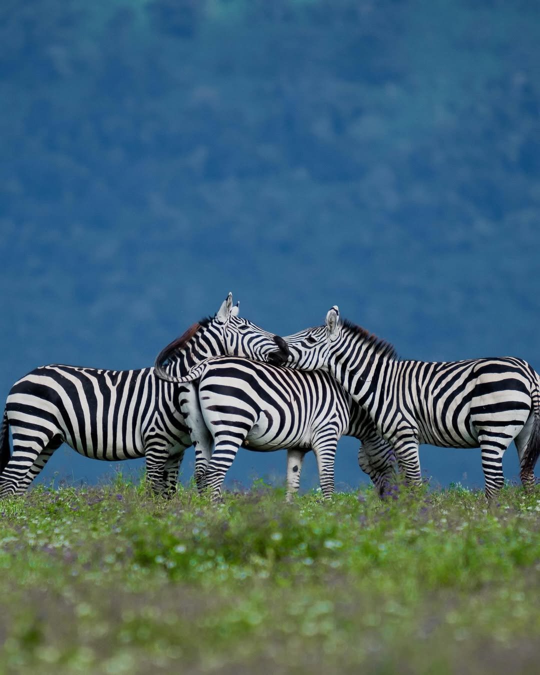 Tanzania Safaris (2026–2028)