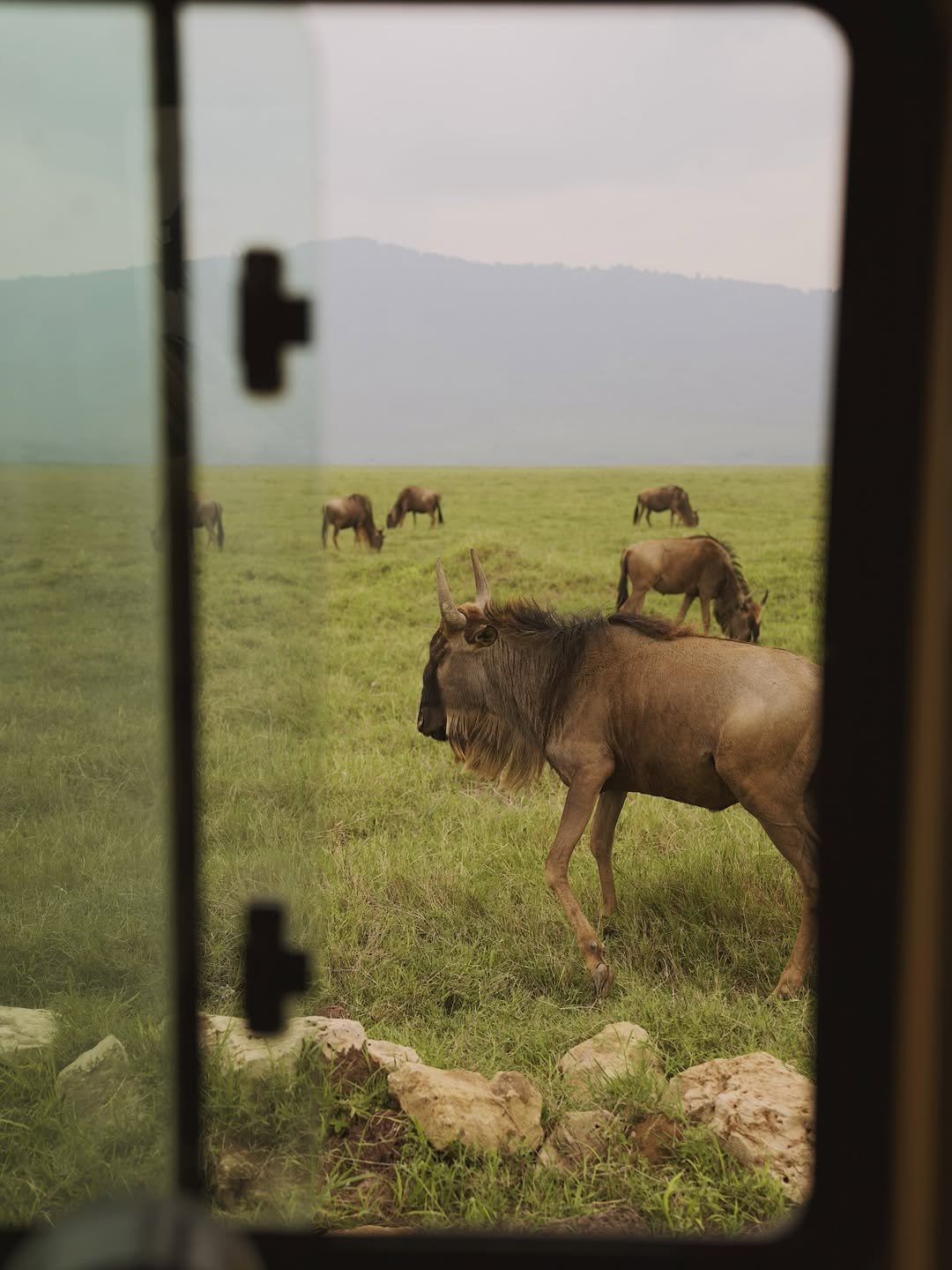 Why Kilisherpas Travel Sets the Benchmark for Safaris in Tanzania | The Gold Standard of Tanzanian Safari 
