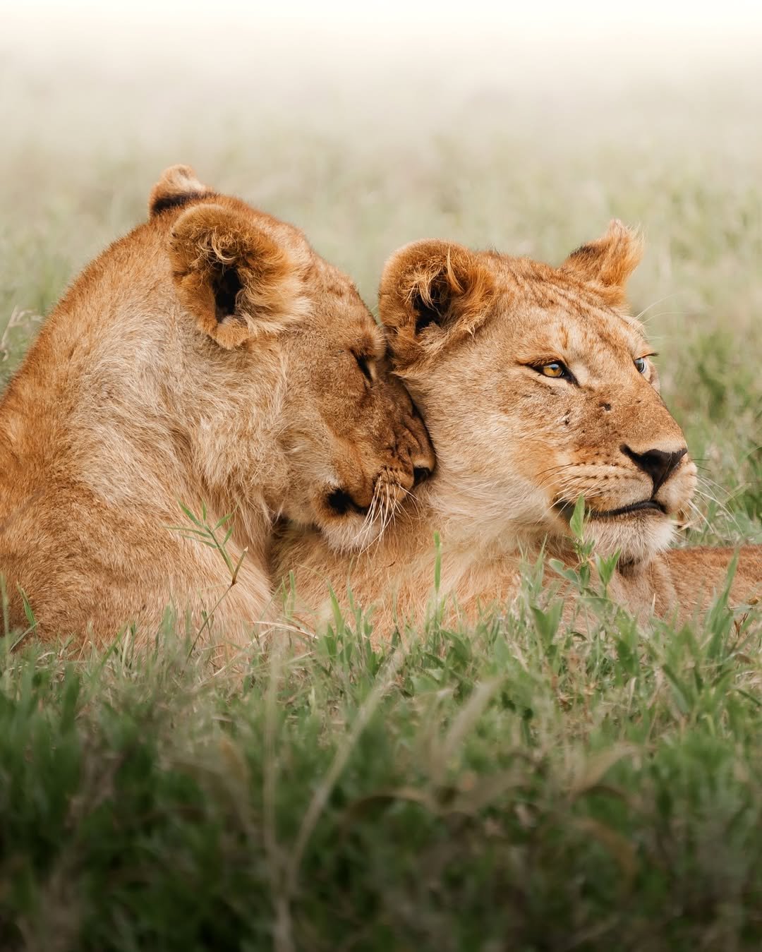 2 Days Private Tanzania Safari: Tarangire and Ngorongoro - Image 2