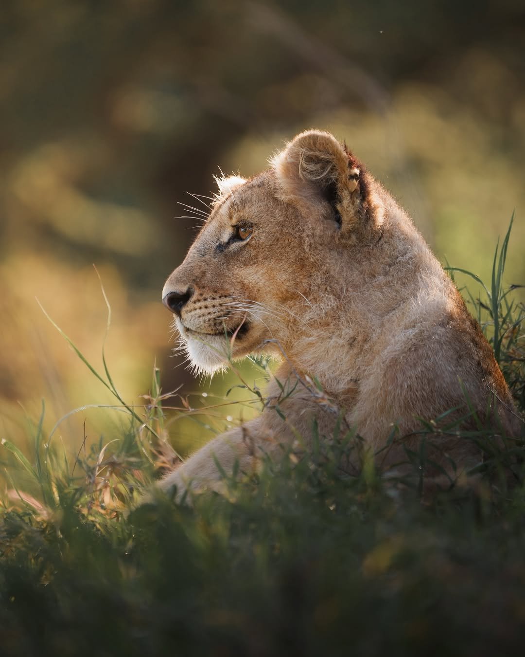 2 Days Private Tanzania Safari: Tarangire and Ngorongoro - Image 3