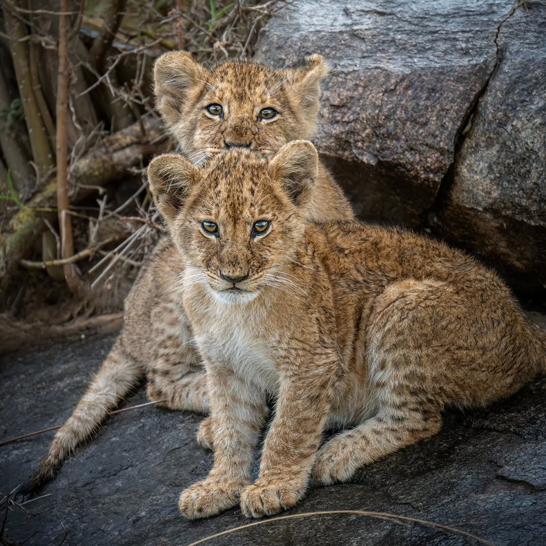 3 Days Private Tanzania Safari: Tarangire, Ngorongoro Crater, and Lake Manyara/Cultural Tour - Image 2