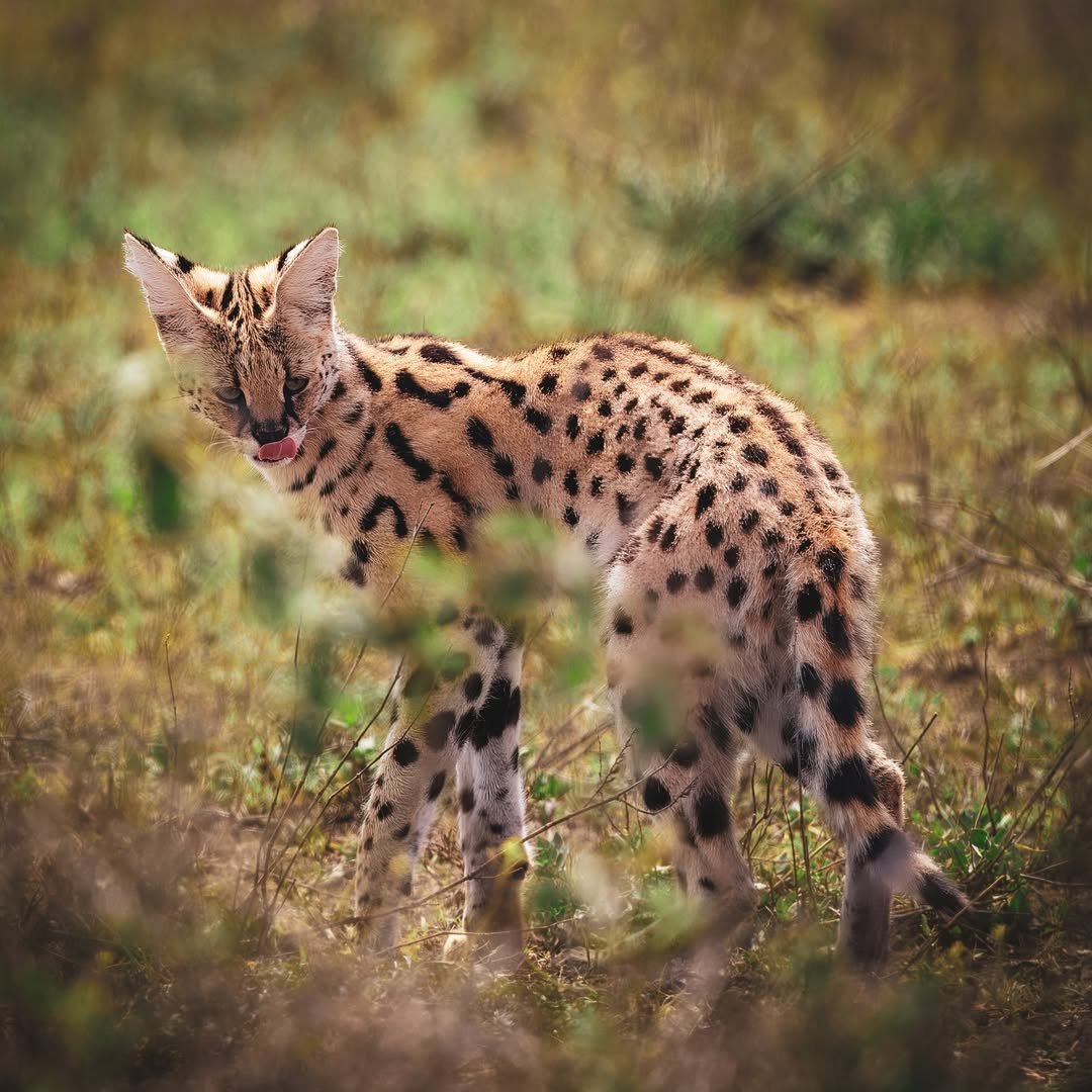 2 Days Private Tanzania Safari: Tarangire and Ngorongoro - Image 7