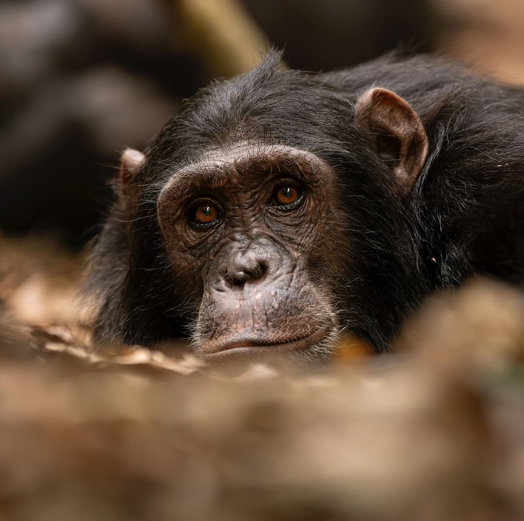 3 Days Gombe National Park Chimpanzee Trekking Safari - Image 2