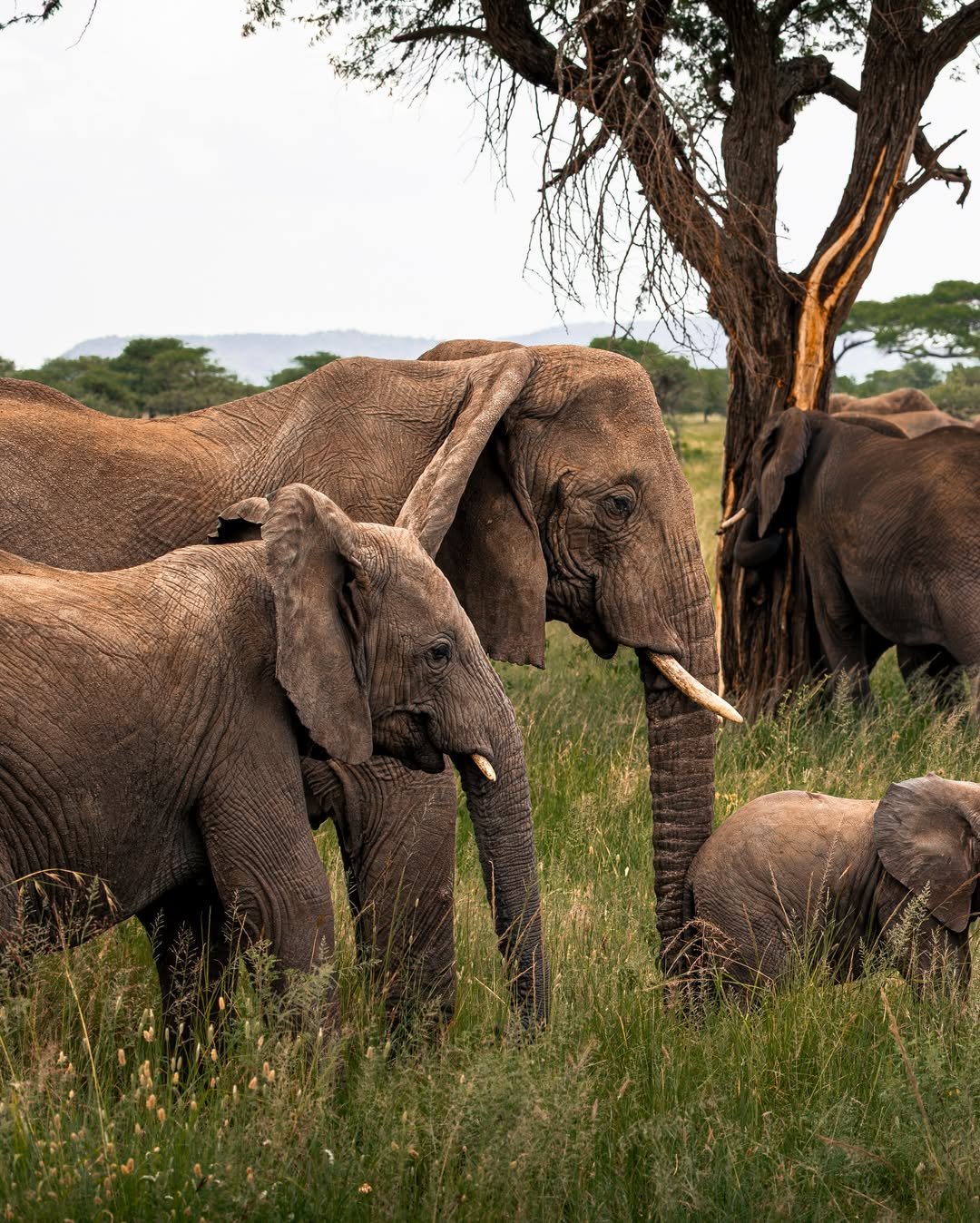 3-Day Immersive Safari with Walking & Night Game Drive