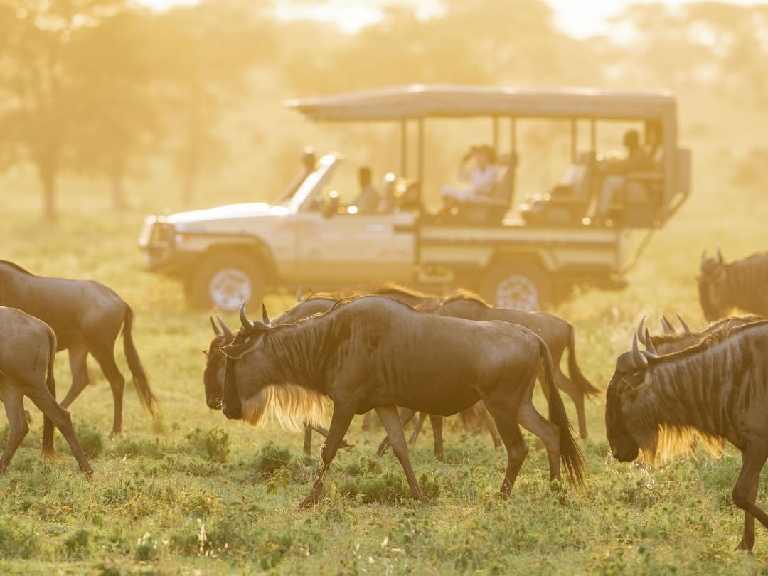 Tarangire to Ndutu & Serengeti – Wildebeest Calving & Big Game