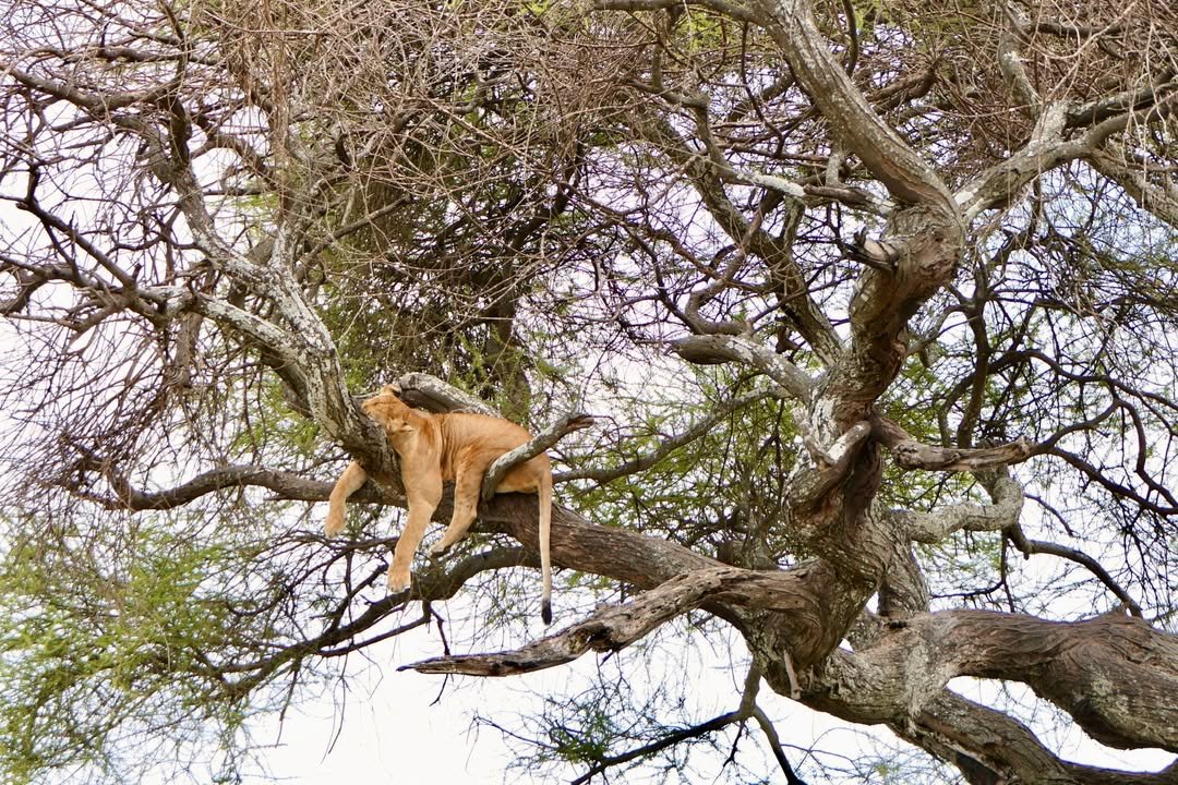 Game-drive & Bush Walk in Tarangire and Ngorongoro - Image 3