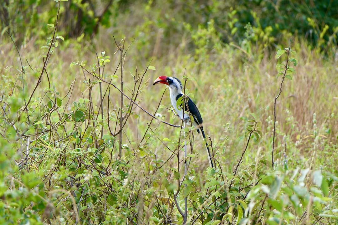 Game-drive & Bush Walk in Tarangire and Ngorongoro - Image 5
