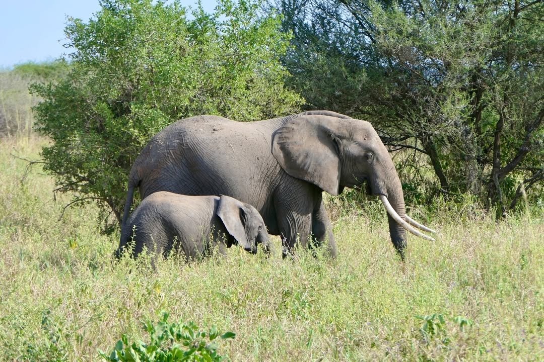 Game-drive & Bush Walk in Tarangire and Ngorongoro - Image 6