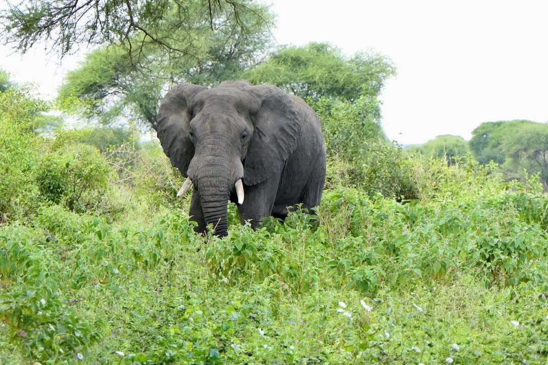 Game-drive & Bush Walk in Tarangire and Ngorongoro - Image 10