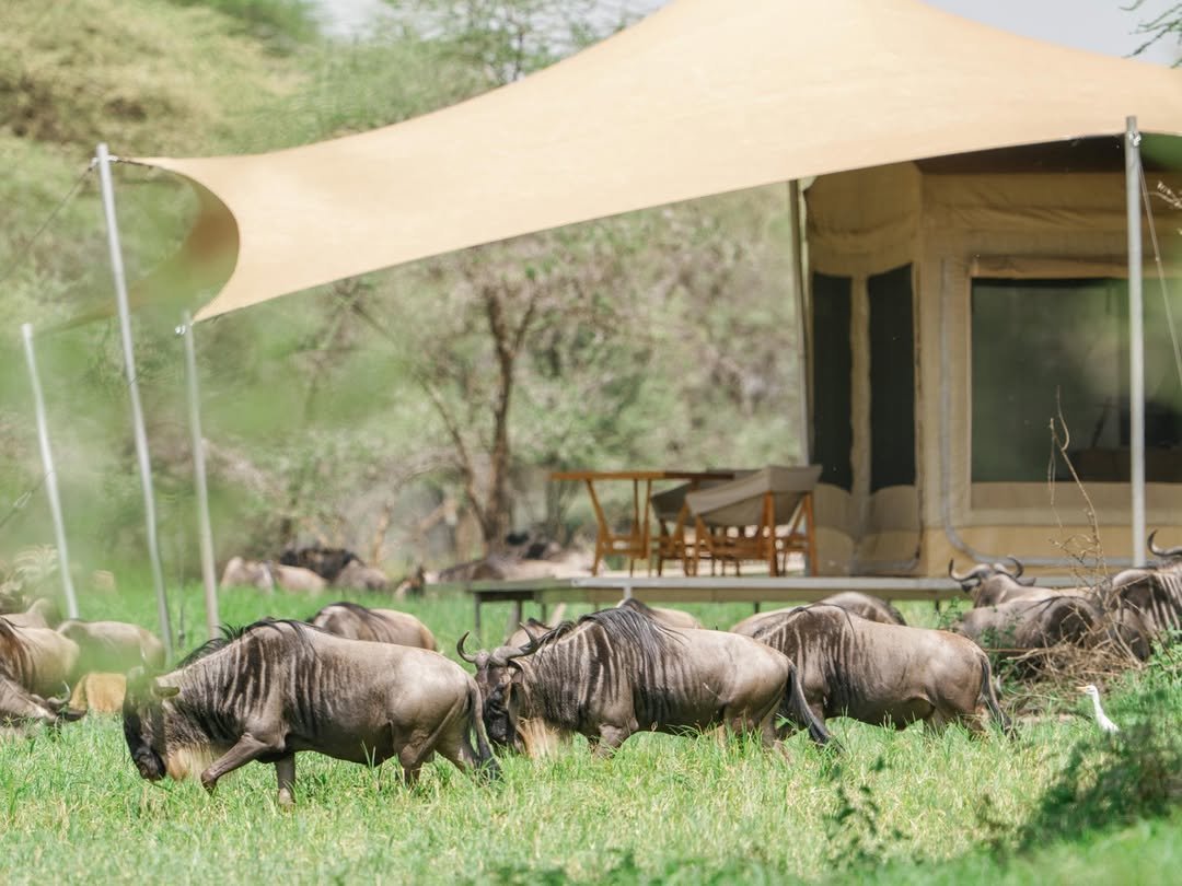 Great Migration & River Crossing in Serengeti - Image 2