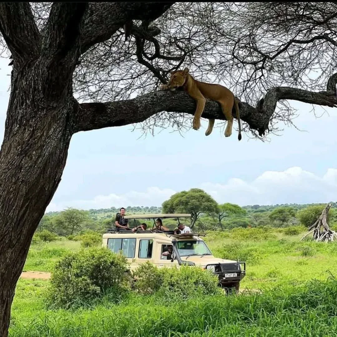 6-Day Manyara, Ngorongoro & Serengeti - Image 2
