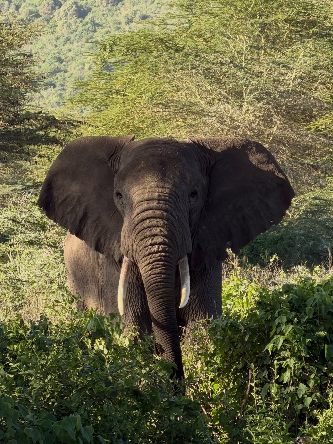 6-Day Manyara, Ngorongoro & Serengeti - Image 7