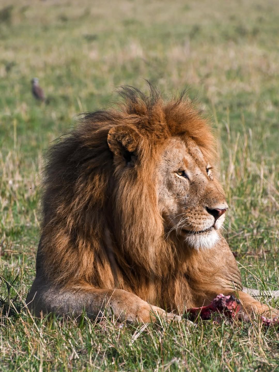 Private Serengeti Romantic Safari (Fly-in/Fly-out) - Image 6
