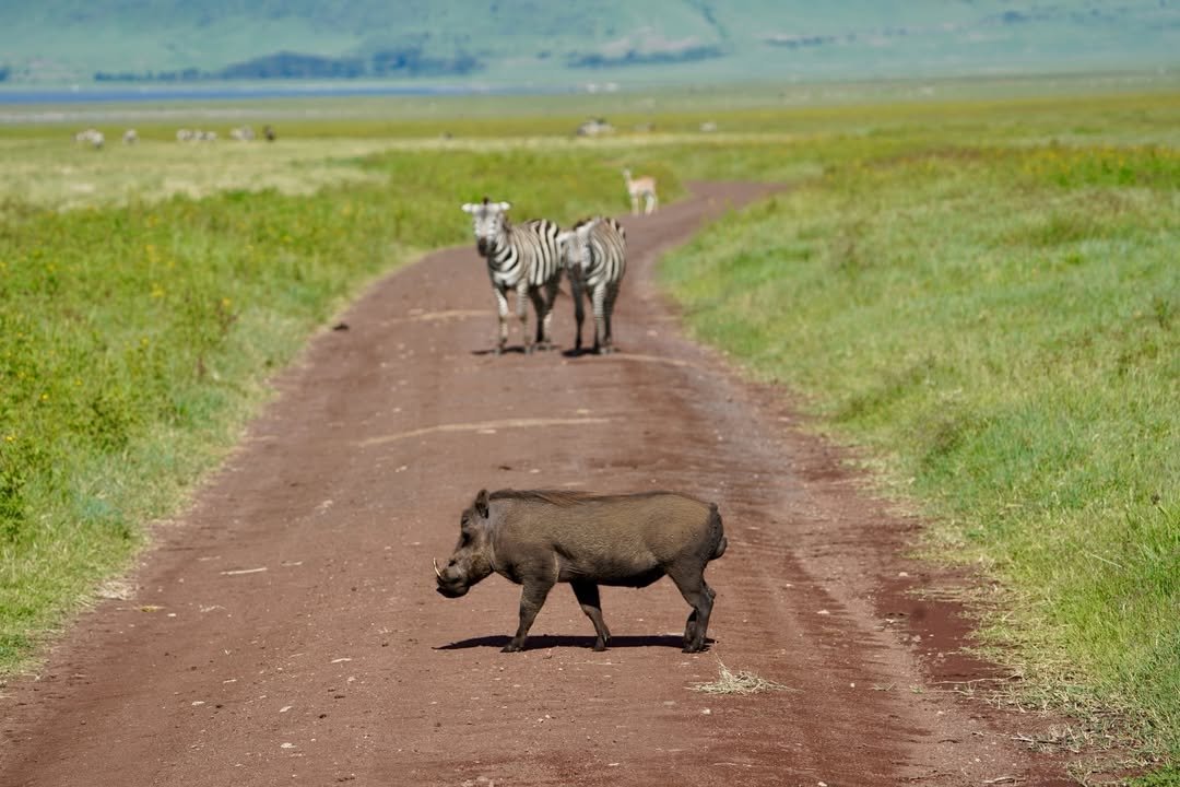5-Day Lake Manyara, Serengeti & Ngorongoro Crater