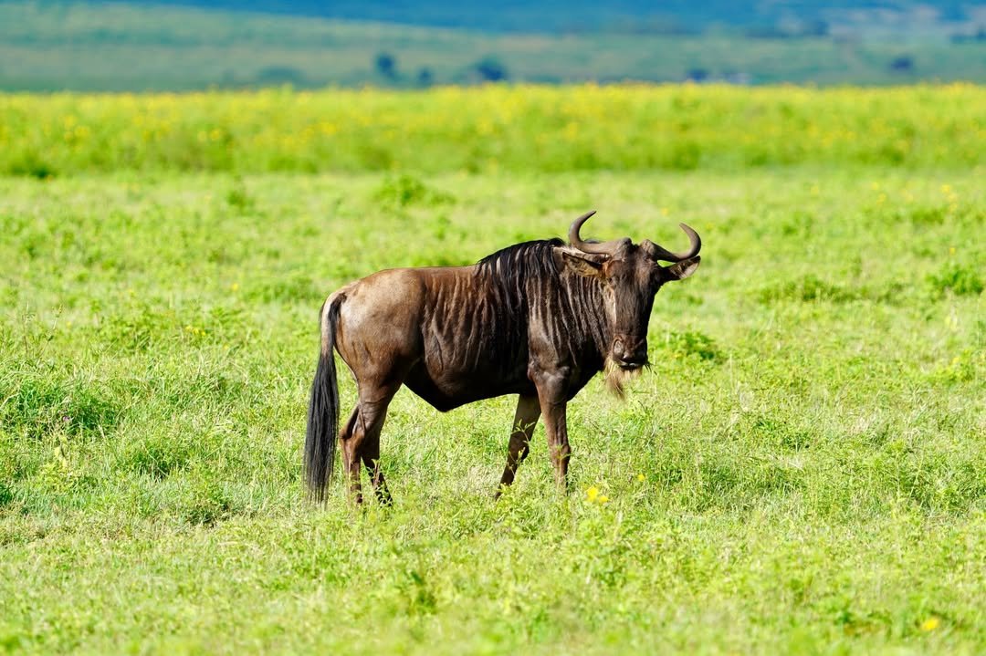 5-Day Lake Manyara, Serengeti & Ngorongoro Crater - Image 2