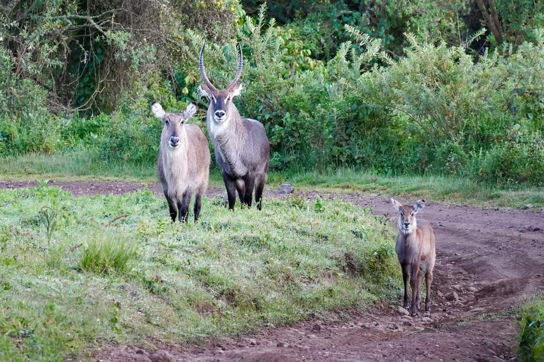 5-Day Lake Manyara, Serengeti & Ngorongoro Crater - Image 5