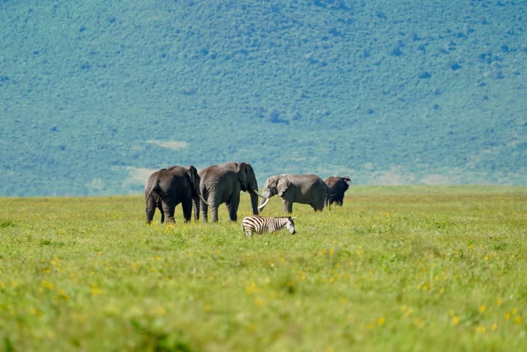 5-Day Lake Manyara, Serengeti & Ngorongoro Crater - Image 7