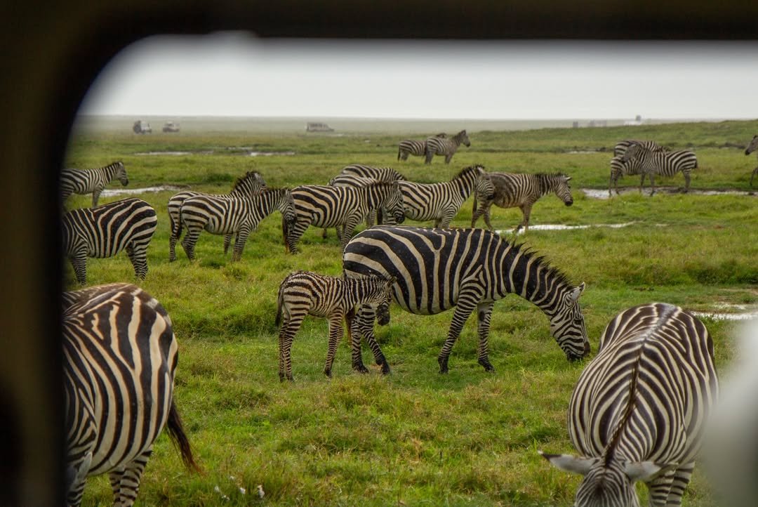 7-Day Tarangire, Serengeti & Ngorongoro - Image 6