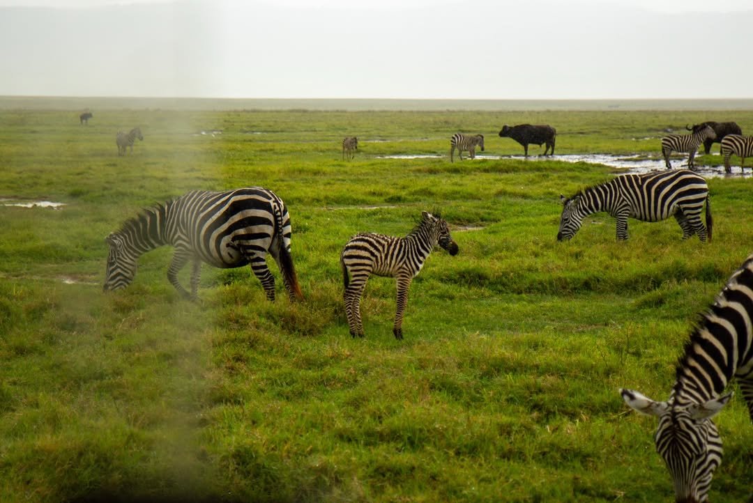 7-Day Tarangire, Serengeti & Ngorongoro - Image 7