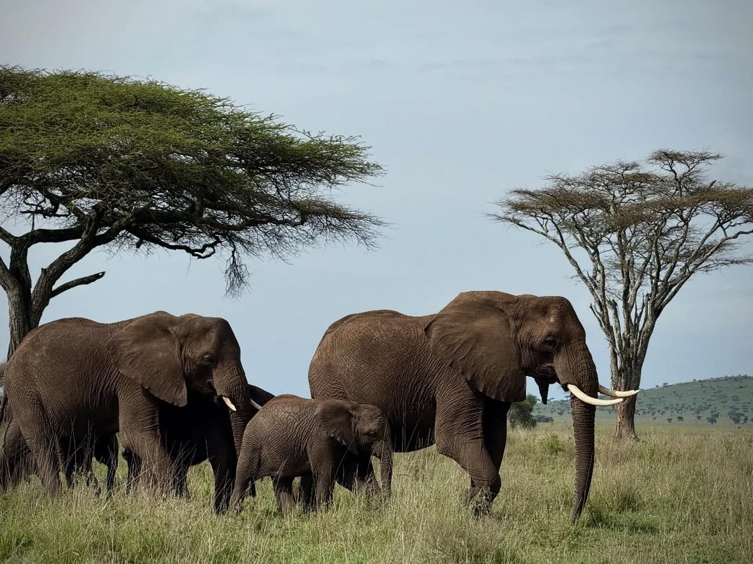 Classic Safari to Manyara, Ngorongoro & Serengeti - Image 2