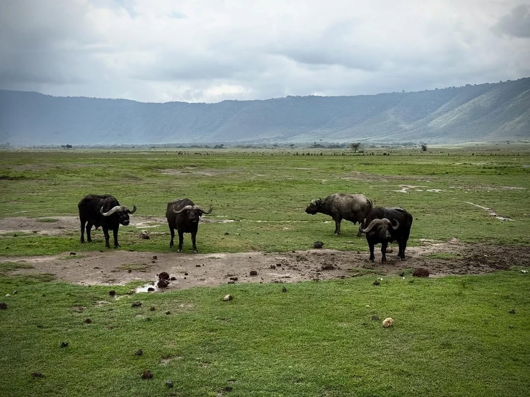 Classic Safari to Manyara, Ngorongoro & Serengeti - Image 4