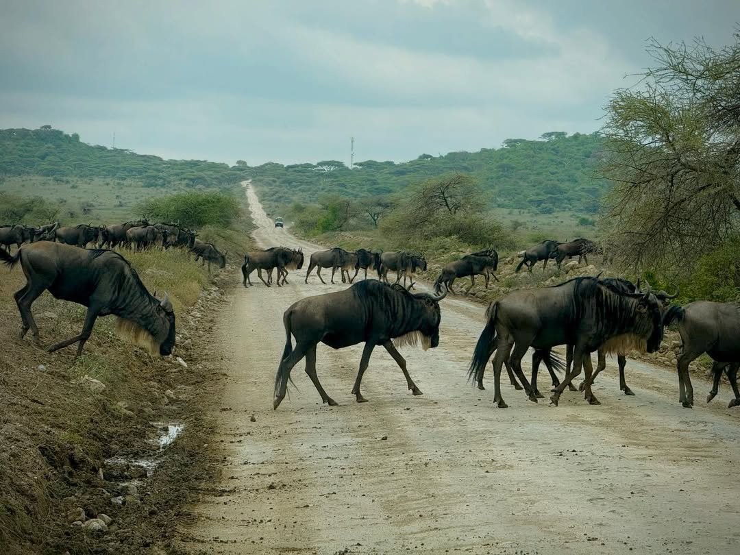 Classic Safari to Manyara, Ngorongoro & Serengeti - Image 5