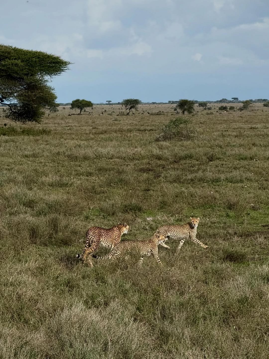 Classic Safari to Manyara, Ngorongoro & Serengeti - Image 6