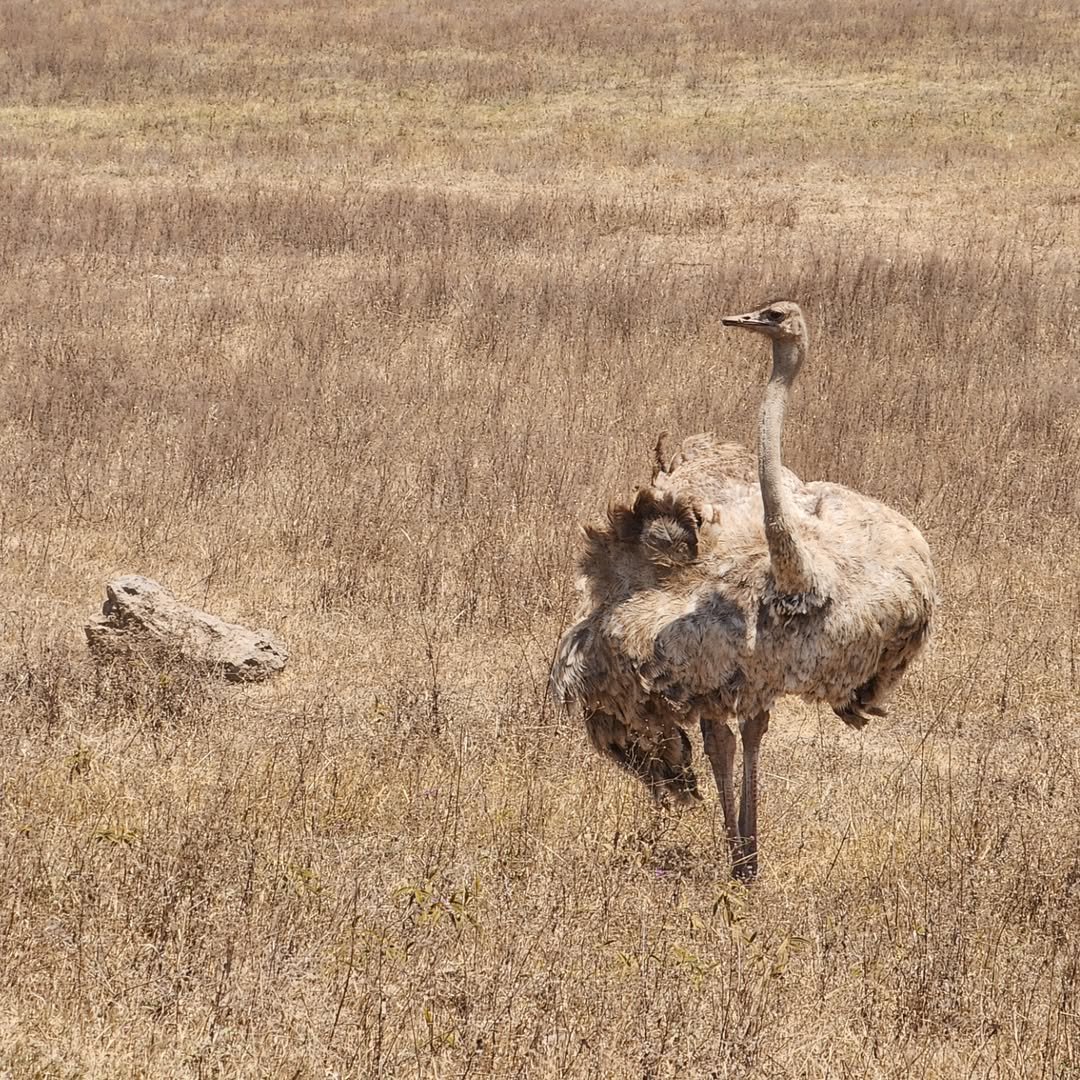 7-Day Complete Northern Tanzania Safari - Image 4
