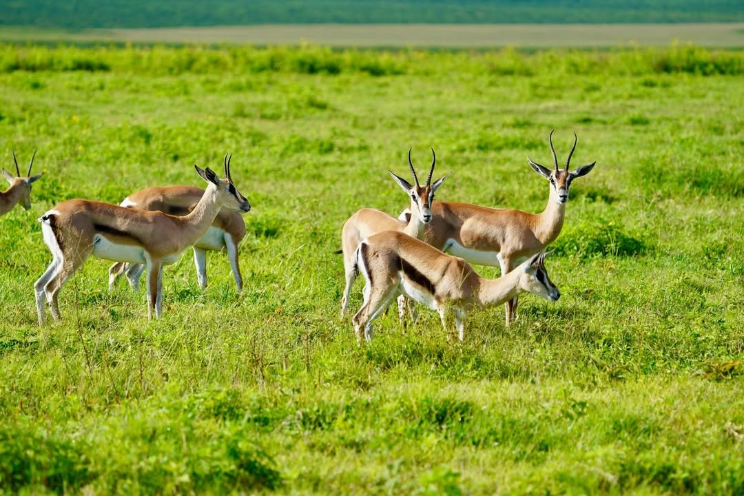 7-Day Complete Northern Tanzania Safari - Image 11