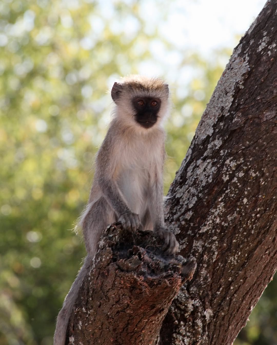 3-Day Arusha NP, Tarangire & Ngorongoro - Image 3