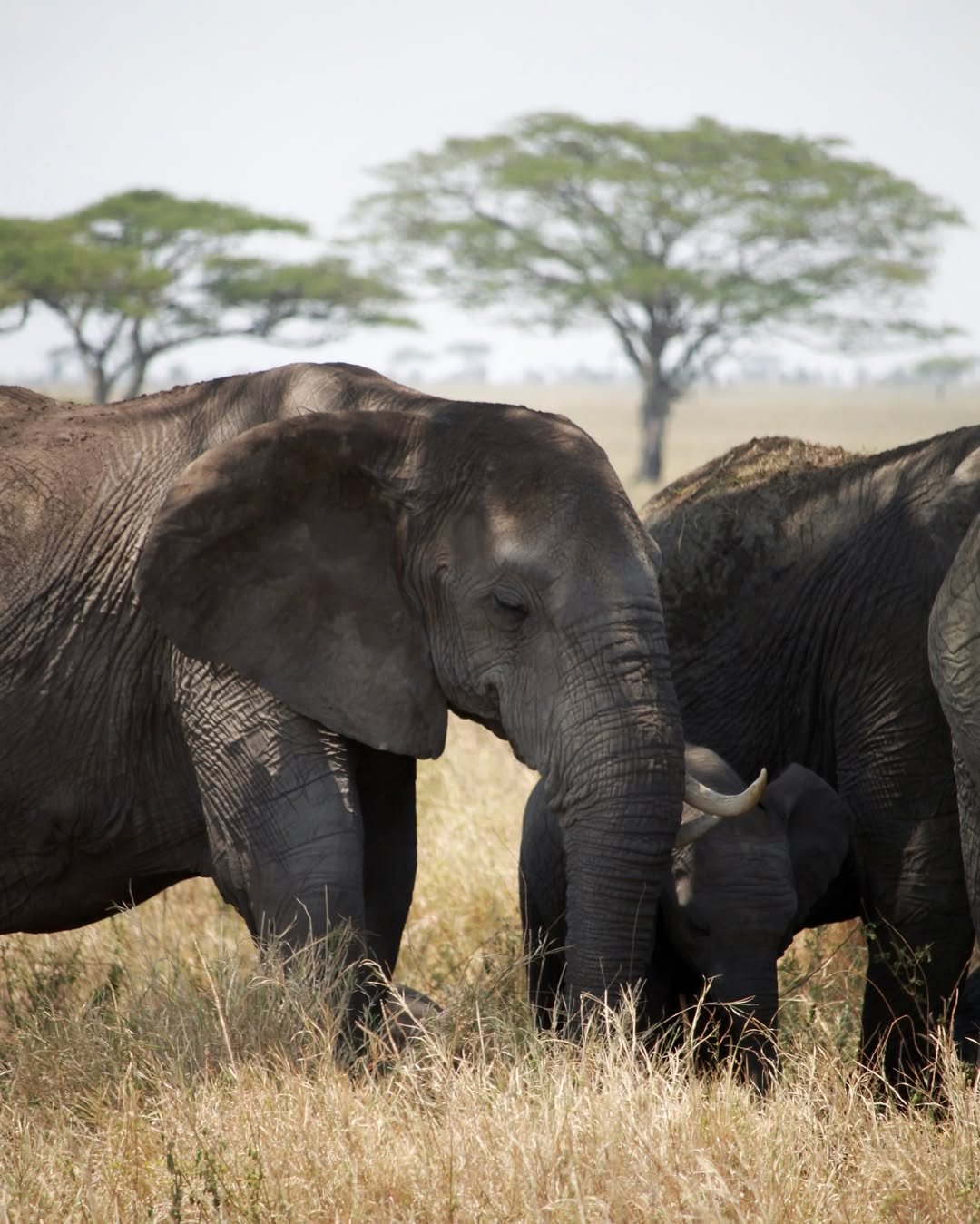 3-Day Tarangire & Ngorongoro Crater - Image 6