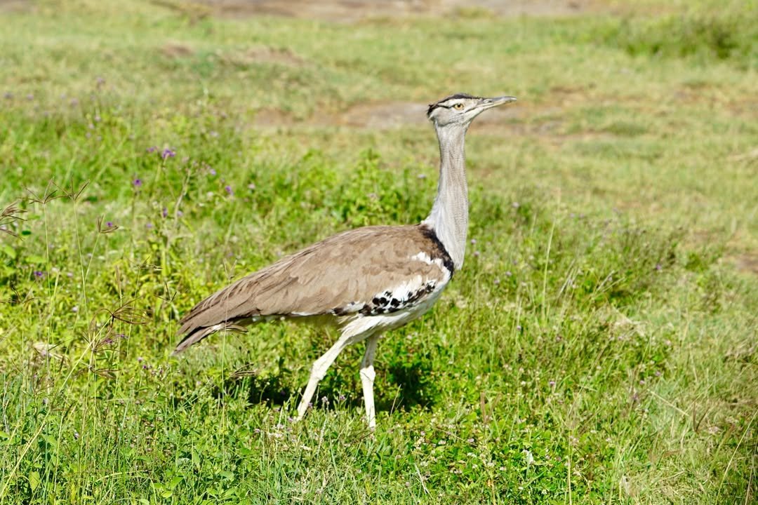 3-Day Tarangire & Ngorongoro Crater - Image 7