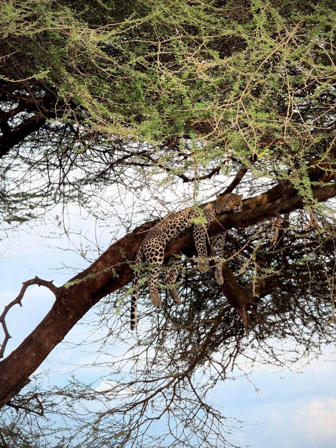 3-Day Tarangire & Ngorongoro (Comfort) - Image 6