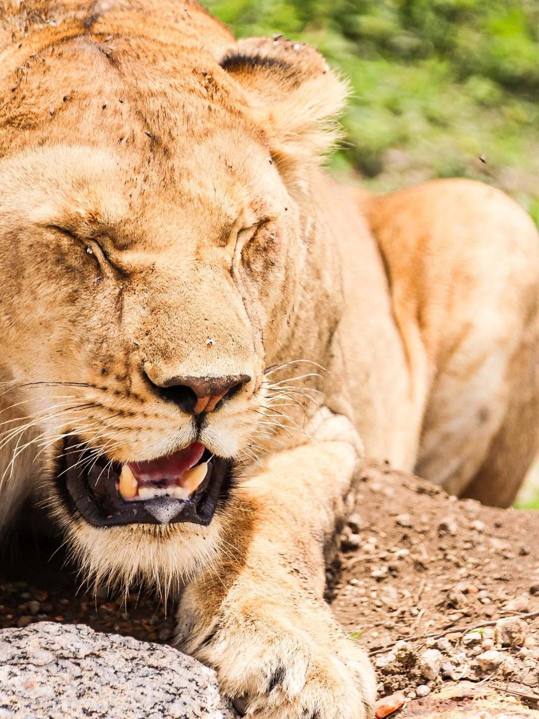 6-Day Ndutu, Serengeti & Ngorongoro - Image 3