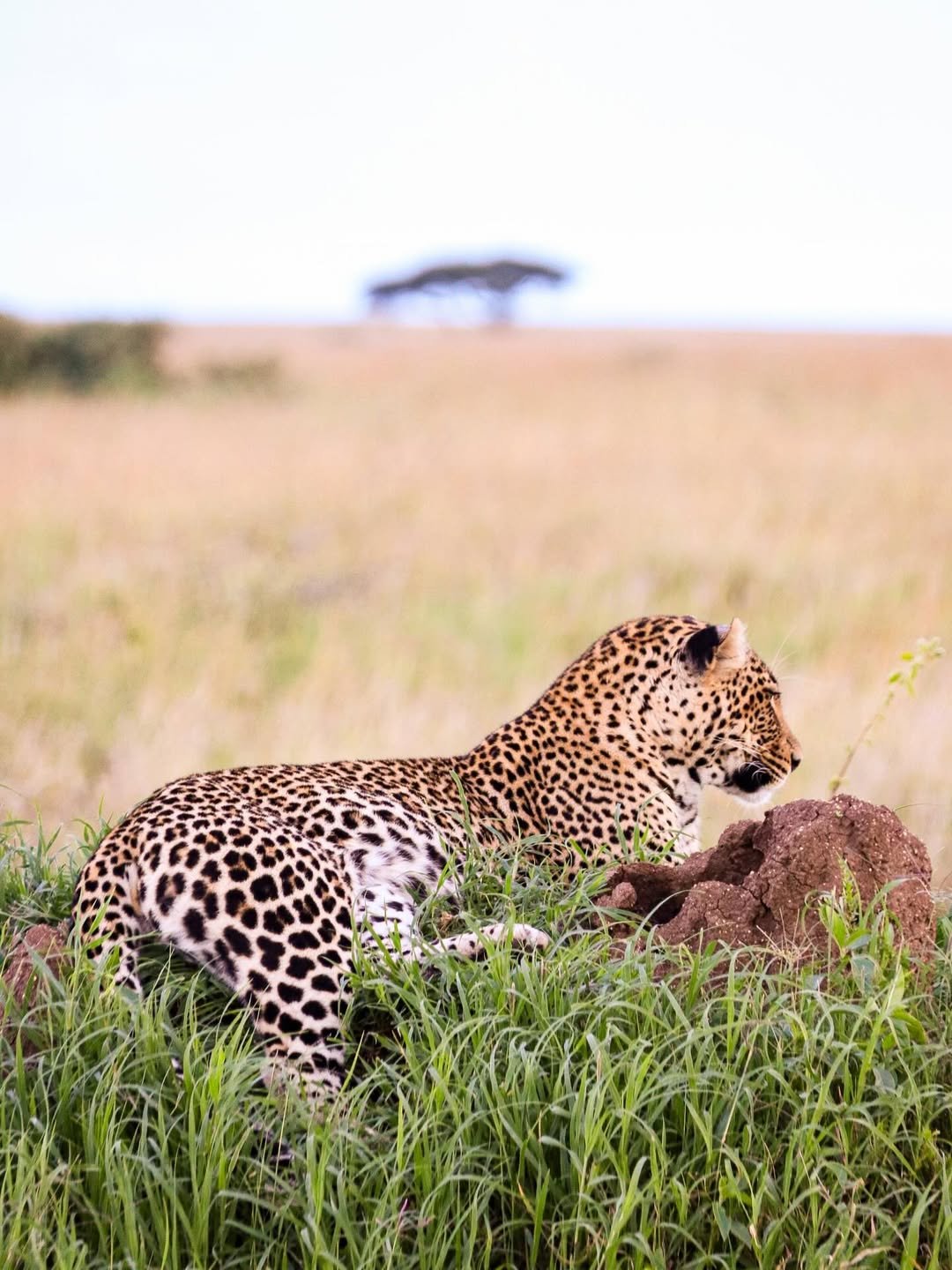 6-Day Ndutu, Serengeti & Ngorongoro - Image 7