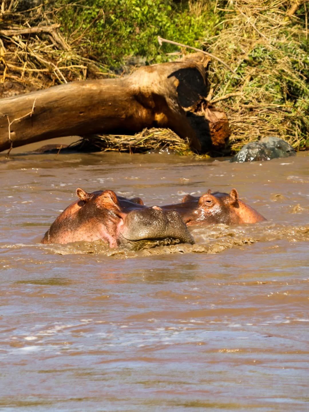 6-Day Ndutu, Serengeti & Ngorongoro - Image 8