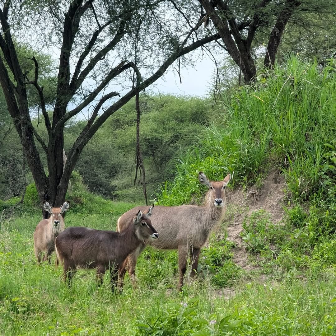 2-Day Lake Manyara & Ngorongoro Crater - Image 2