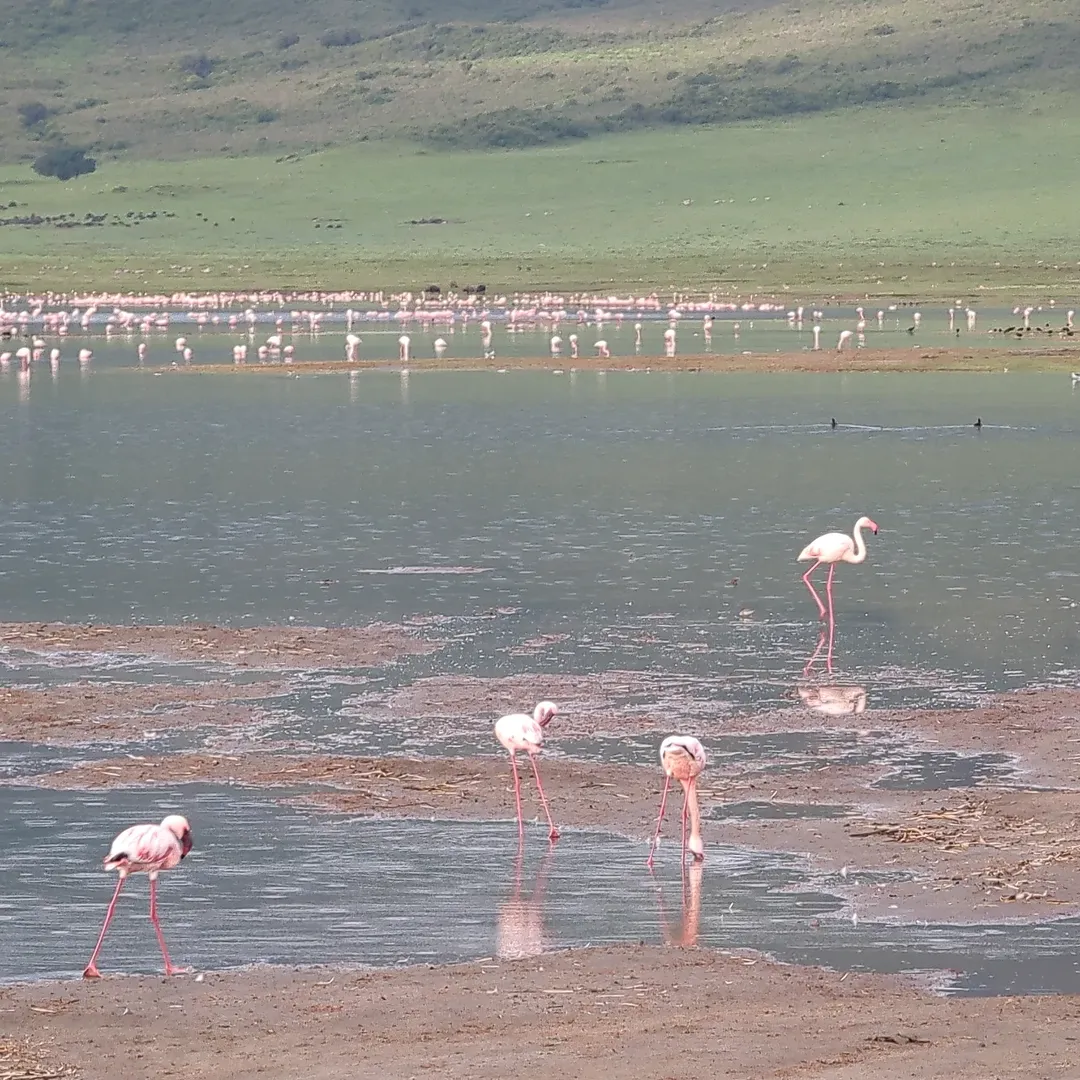 2-Day Lake Manyara & Ngorongoro Crater - Image 4