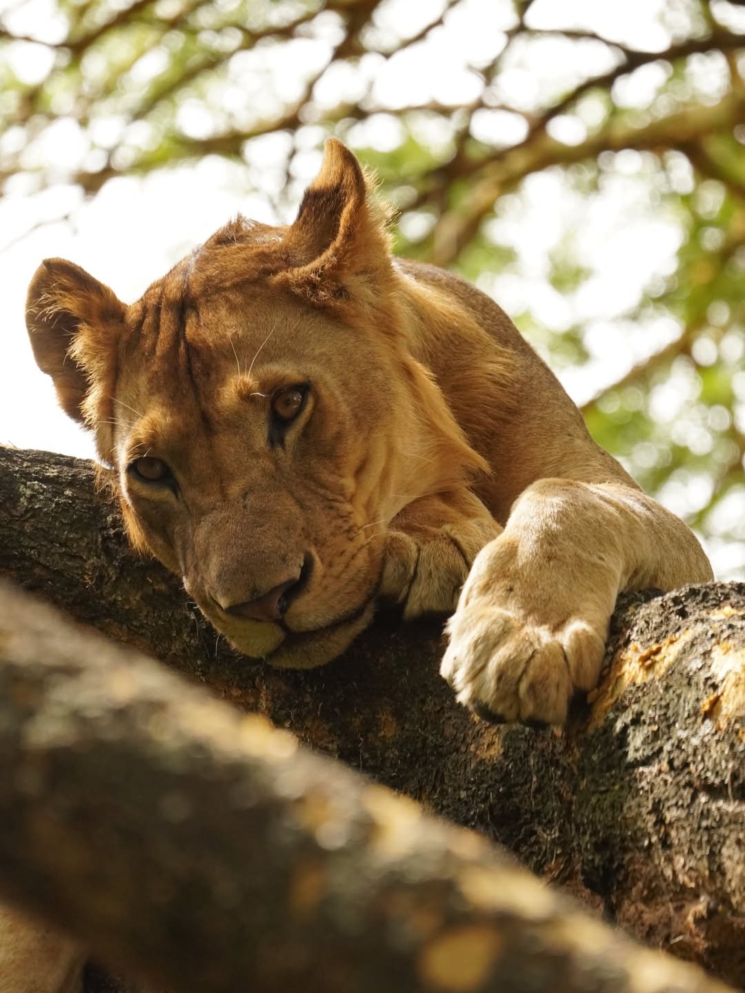 2-Day Lake Manyara & Ngorongoro Crater - Image 6