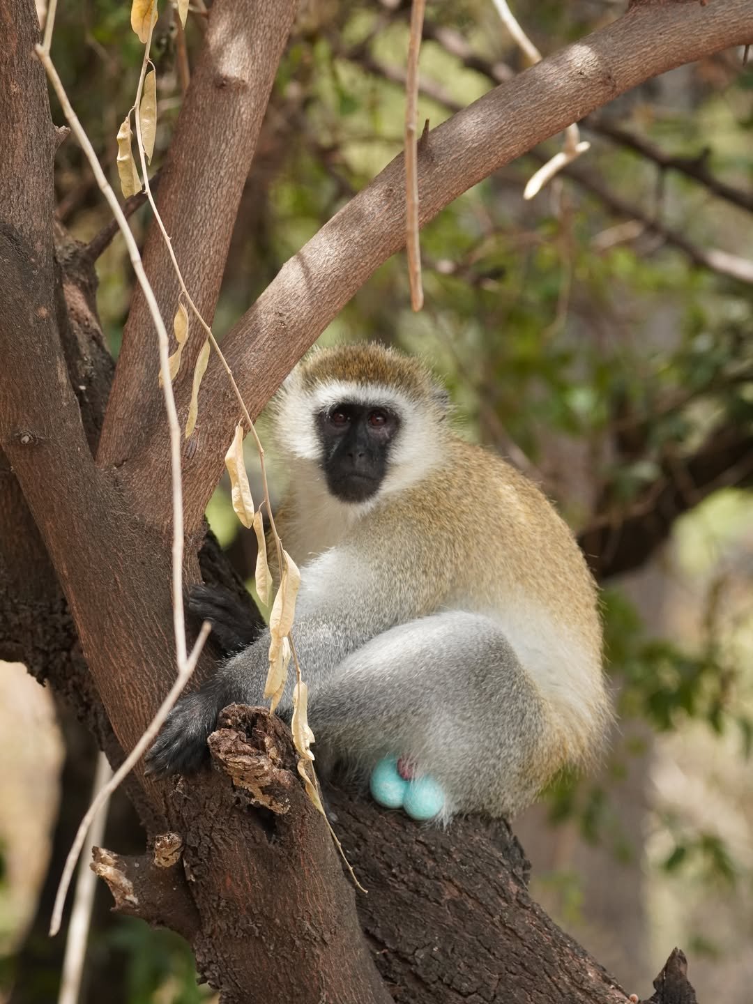 2-Day Lake Manyara & Ngorongoro Crater - Image 7