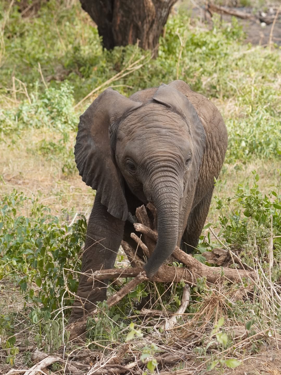 2-Day Lake Manyara & Ngorongoro Crater - Image 8