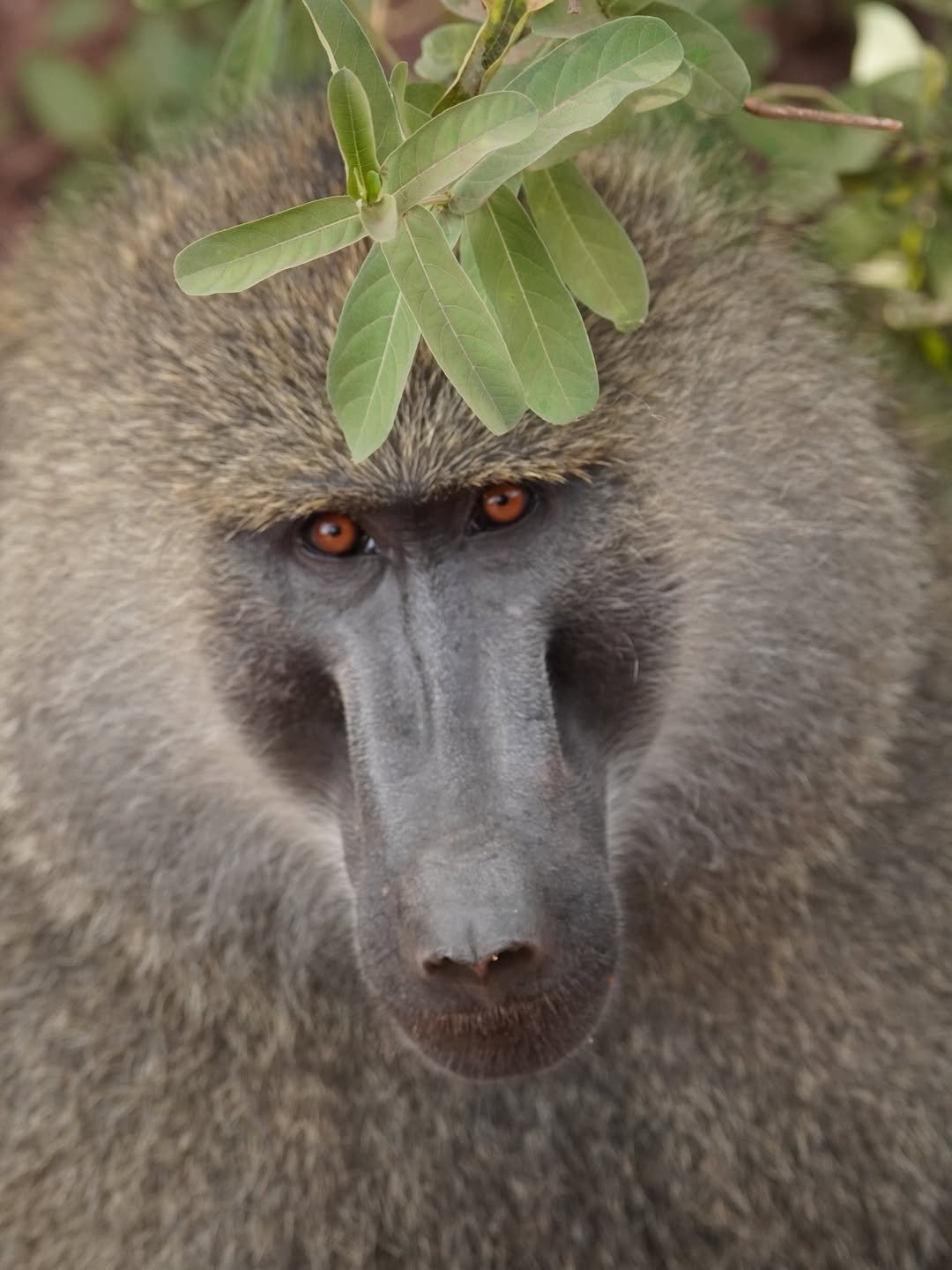 2-Day Lake Manyara & Ngorongoro Crater - Image 9