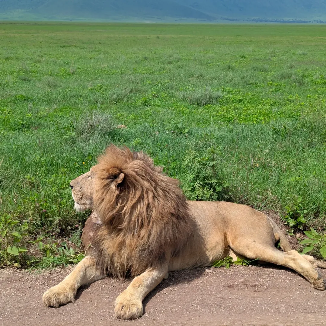 2-Day Lake Manyara & Ngorongoro (Value) - Image 2